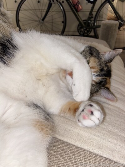 Sandy Inlace Photo #95