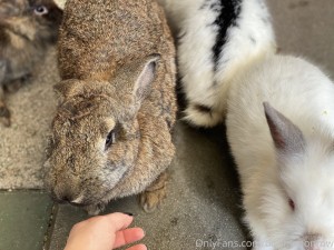 Bunnymonrow Photo #138