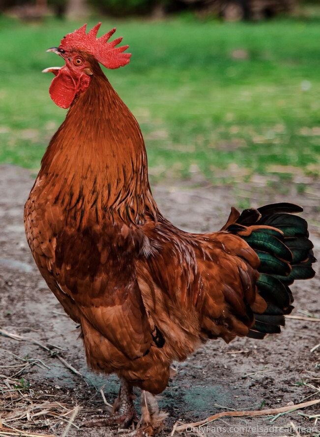 Elsa Jean Photo #310