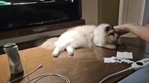 irissiri129 Photo #19