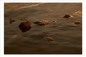 Meika Woollard Photo #10