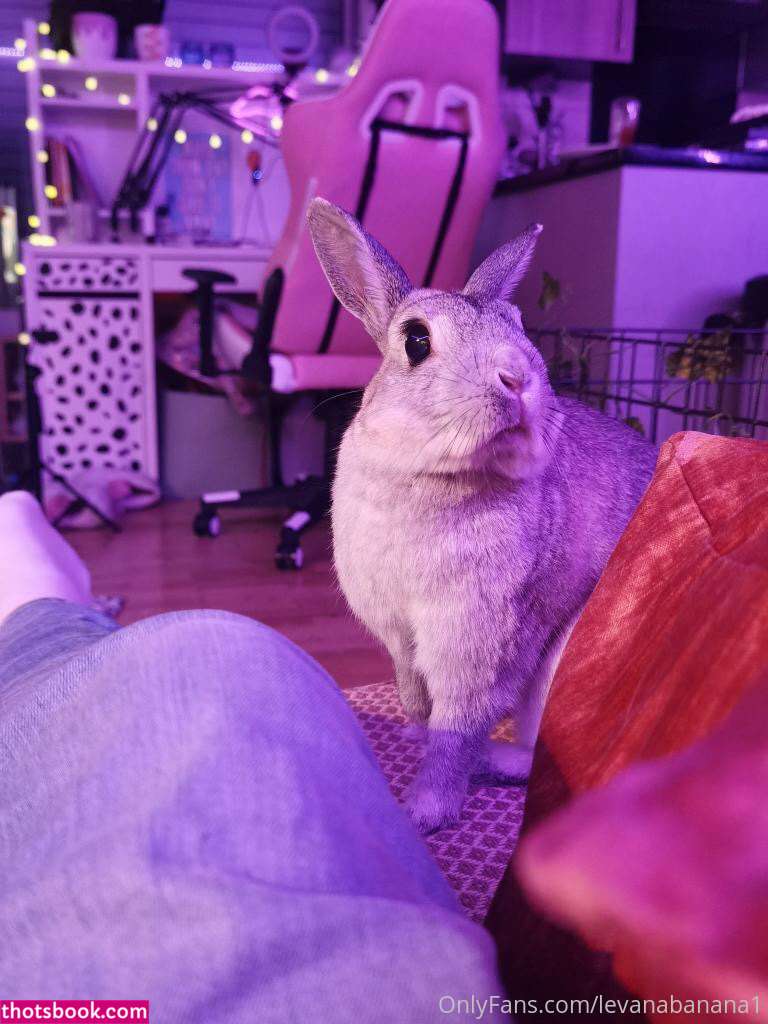 Levana Banana Photo #67