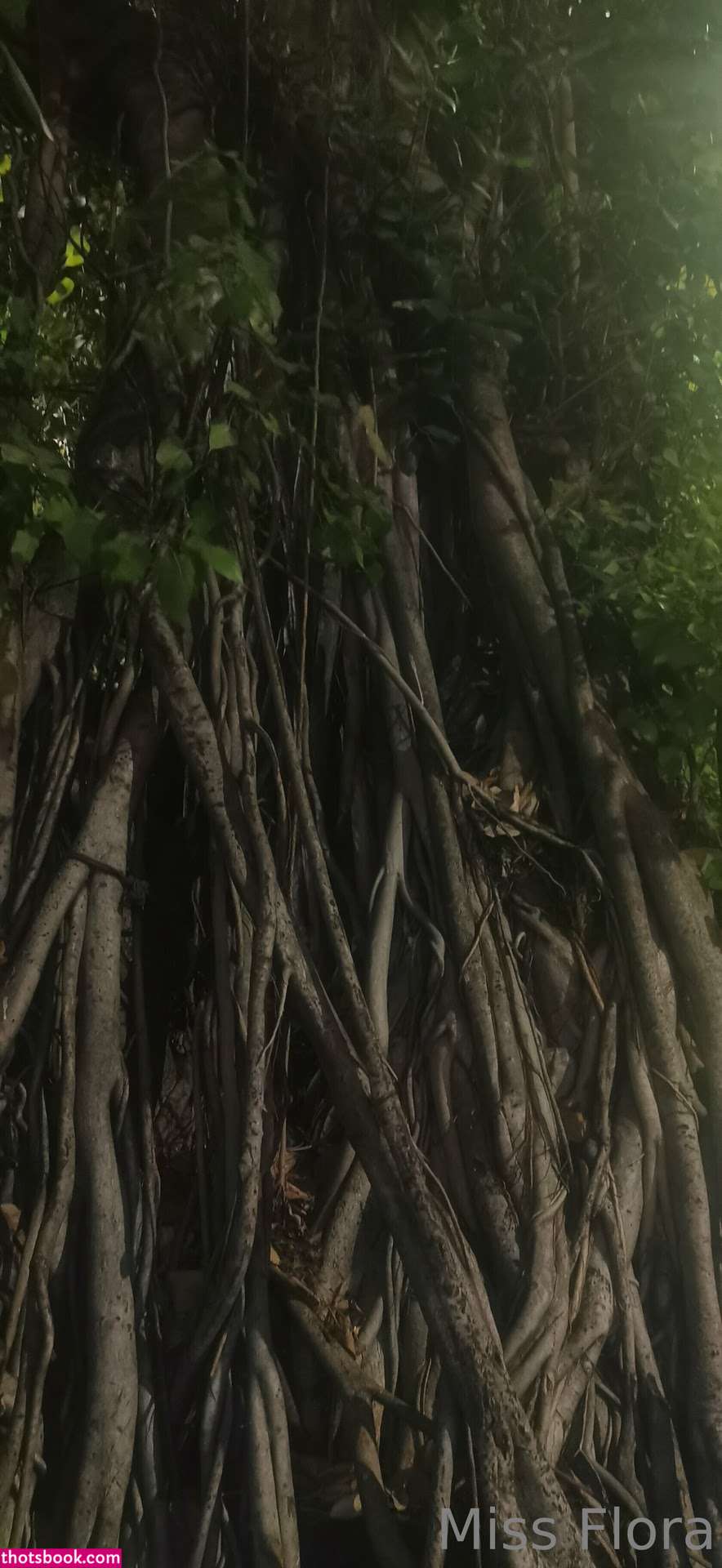 Miss Flora Femdom Photo #108