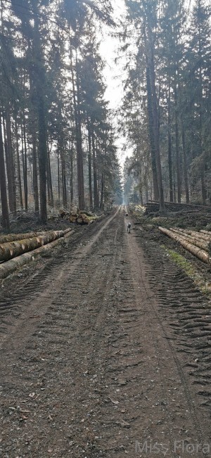 Miss Flora Femdom Photo #95