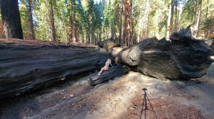 Athena Demos Photo #355