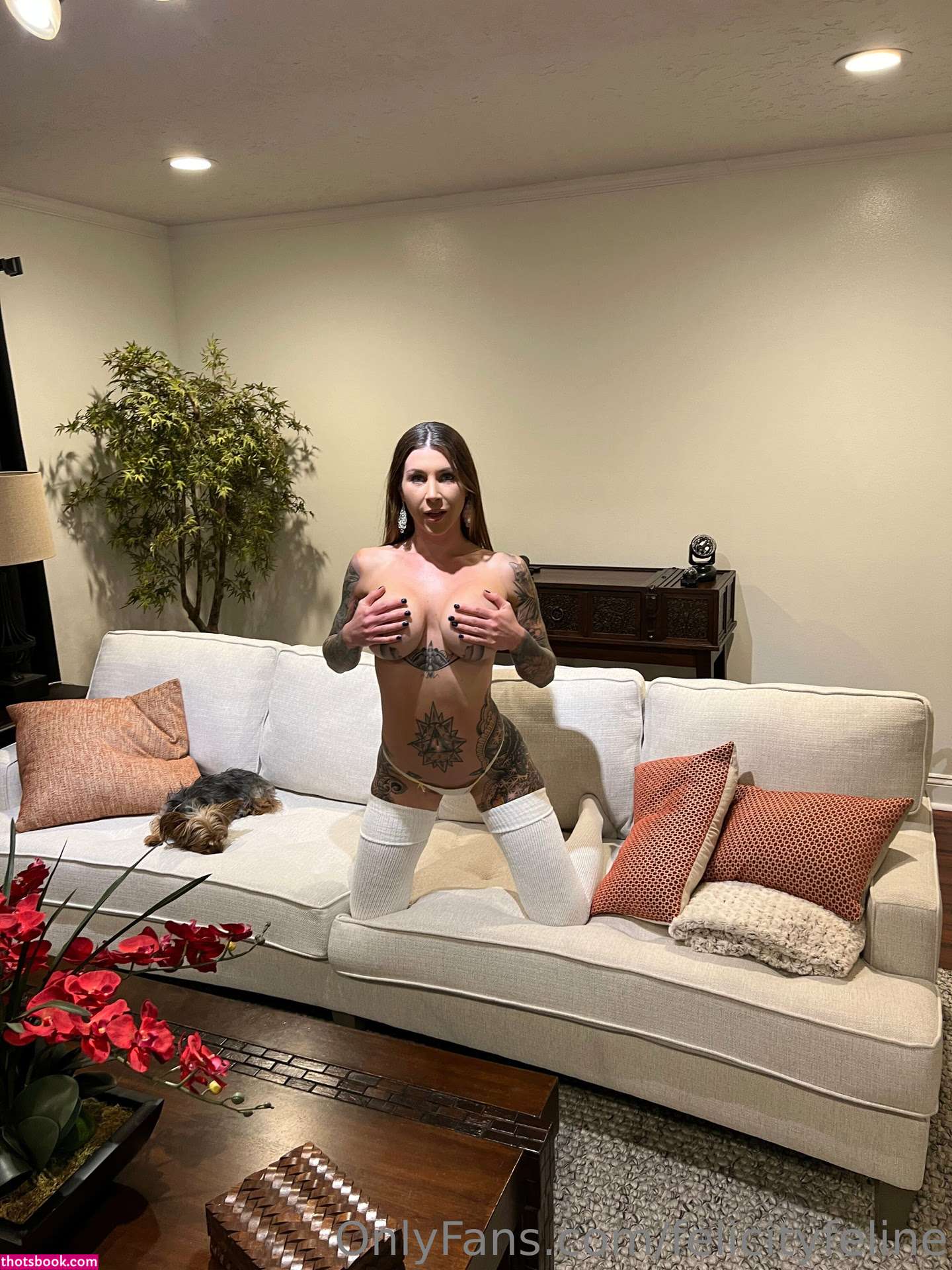 Felicity Feline Photo #70