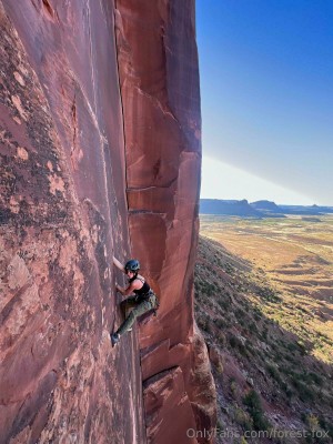 Forest Fox Photo #77